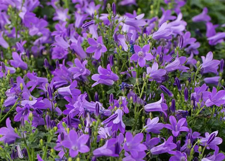 Campanula portenschlagiana 'Birch'