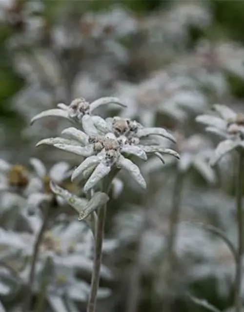 Garten-Edelweiß 'Matterhorn'