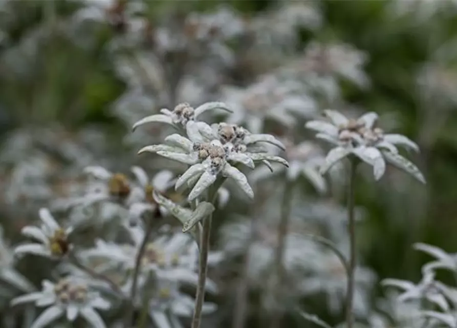 Garten-Edelweiß 'Matterhorn'