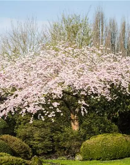 Hängende Winterkirsche 'Pendula Rubra'