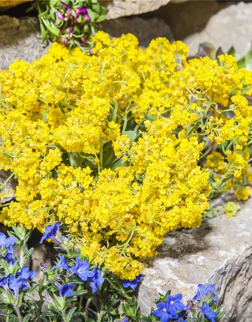 Garten-Berg-Steinkraut 'Berggold'