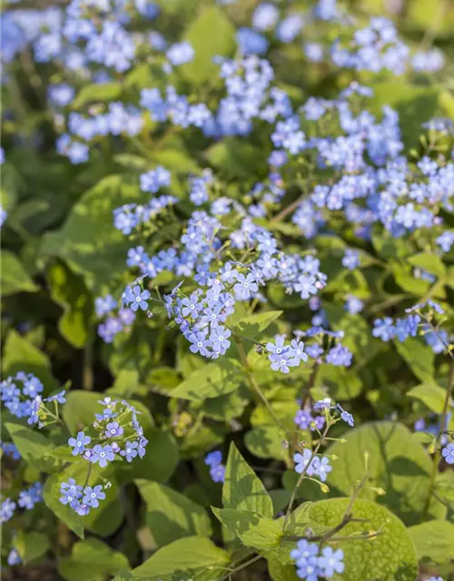 Brunnera macrophylla