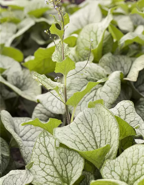 Brunnera macrophylla