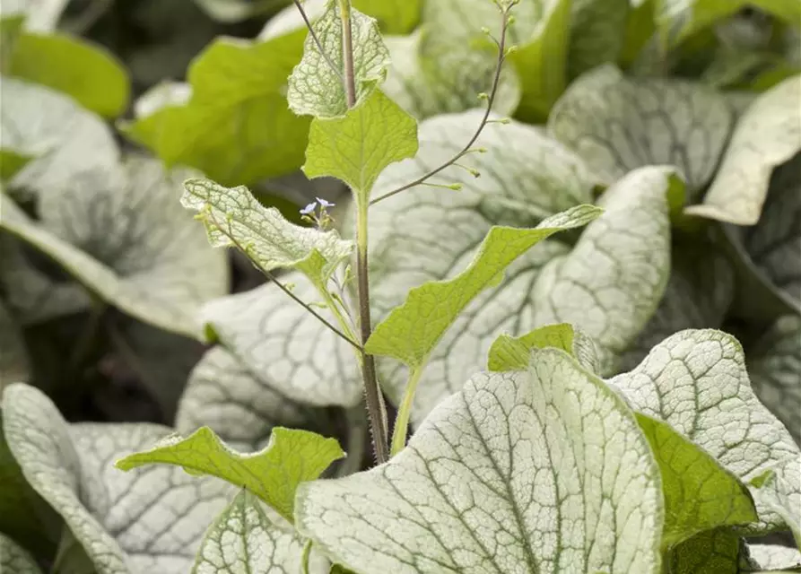 Brunnera macrophylla