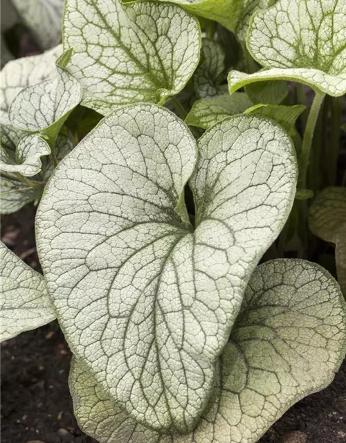 Brunnera macrophylla