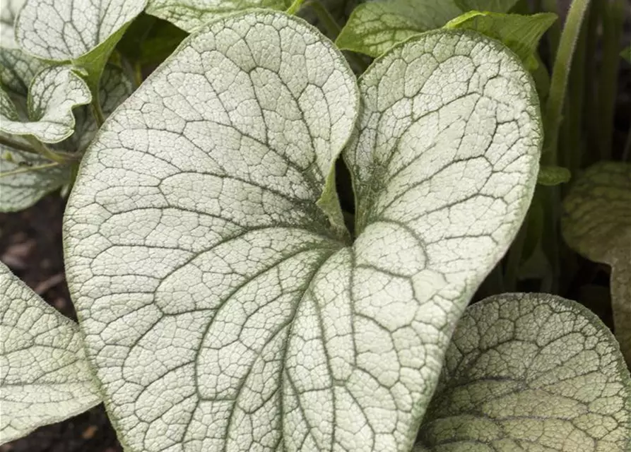 Brunnera macrophylla