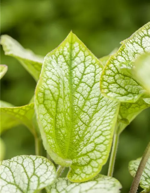 Brunnera macrophylla