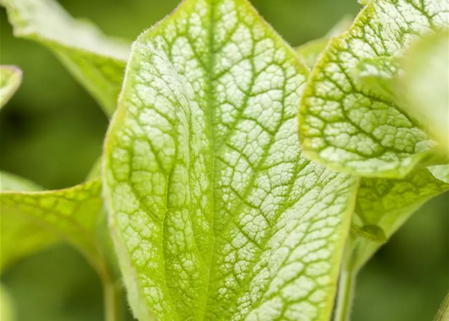 Brunnera macrophylla