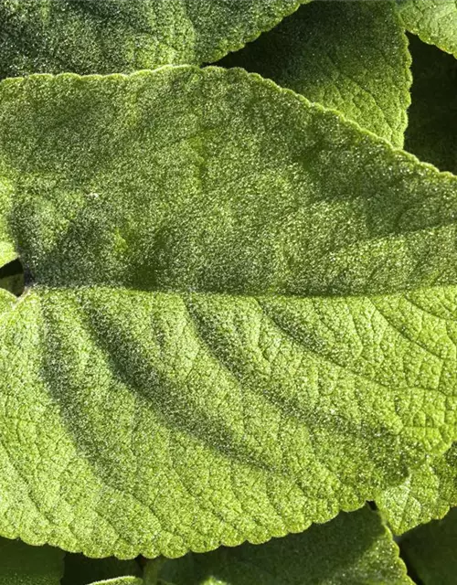 Brunnera macrophylla