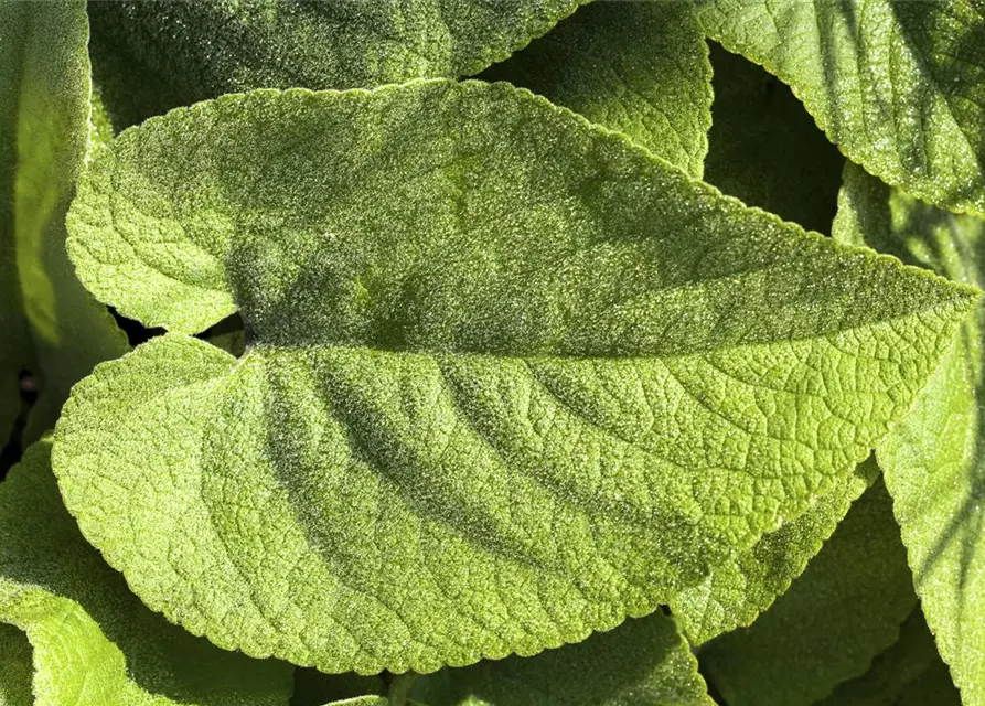 Brunnera macrophylla