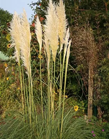 Cortaderia selloana 'Weiße Feder'