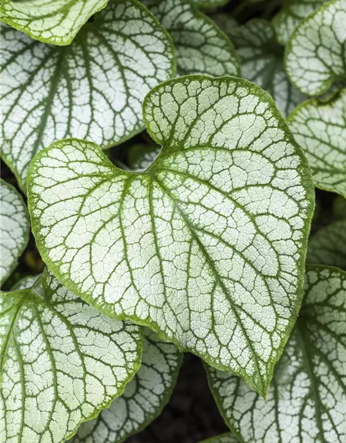 Brunnera macrophylla