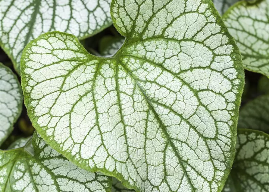 Brunnera macrophylla