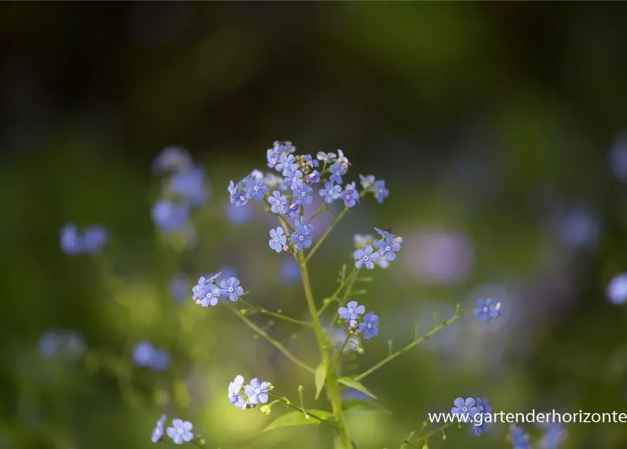 Brunnera macrophylla