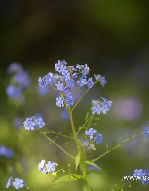 Brunnera macrophylla