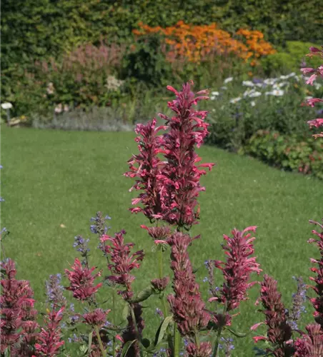 Garten-Duftnessel 'Red Fortune'