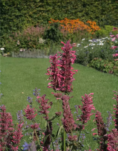 Garten-Duftnessel 'Red Fortune'