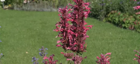 Garten-Duftnessel 'Red Fortune'