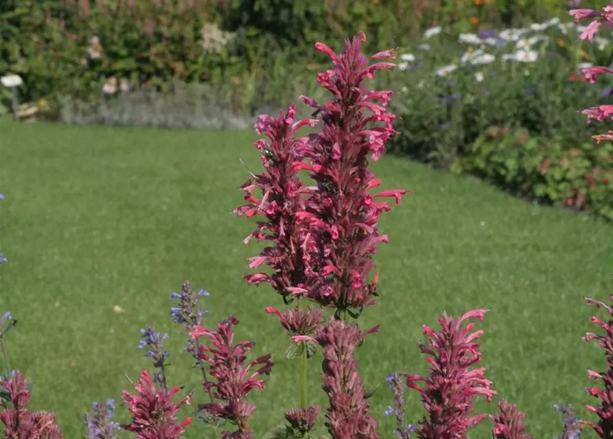 Garten-Duftnessel 'Red Fortune'