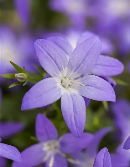 Campanula garganica 'Erinus Major'