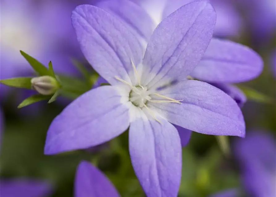 Campanula garganica 'Erinus Major'