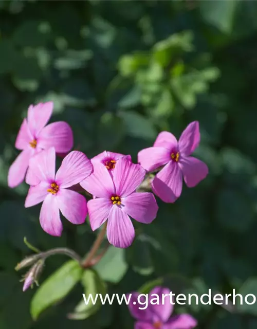 Garten-Ausläufer-Flammenblume