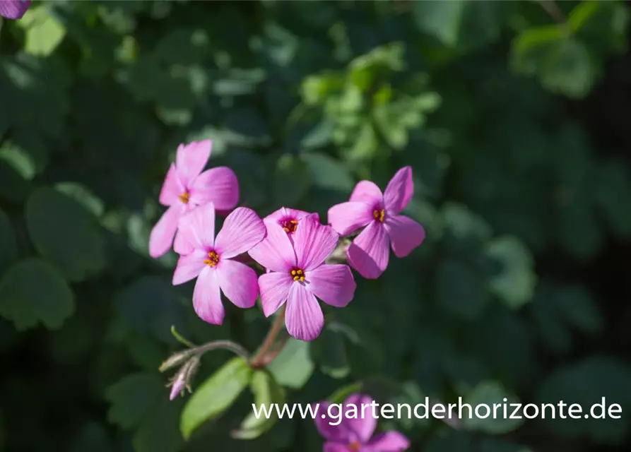 Garten-Ausläufer-Flammenblume