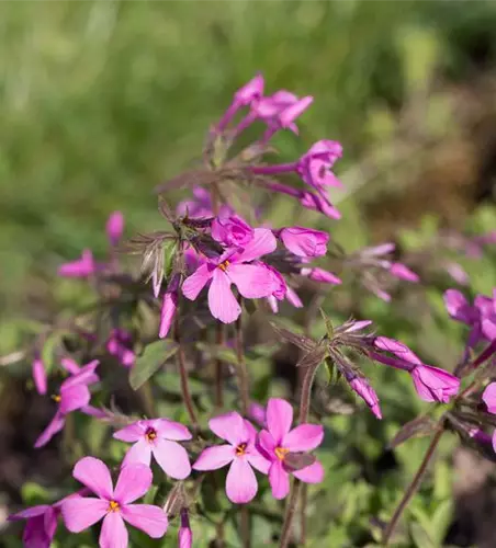 Garten-Ausläufer-Flammenblume