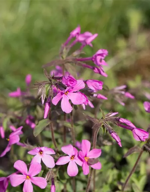 Garten-Ausläufer-Flammenblume