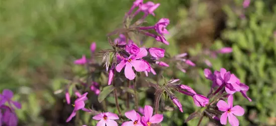 Garten-Ausläufer-Flammenblume