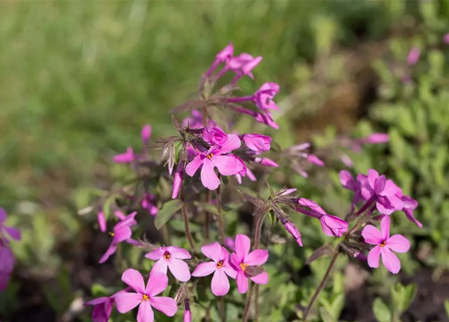 Garten-Ausläufer-Flammenblume