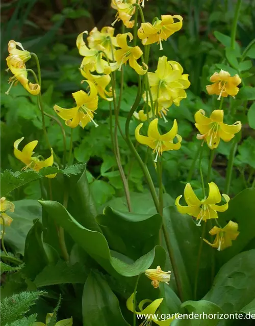 Erythronium tuolumnense 'Pagode'