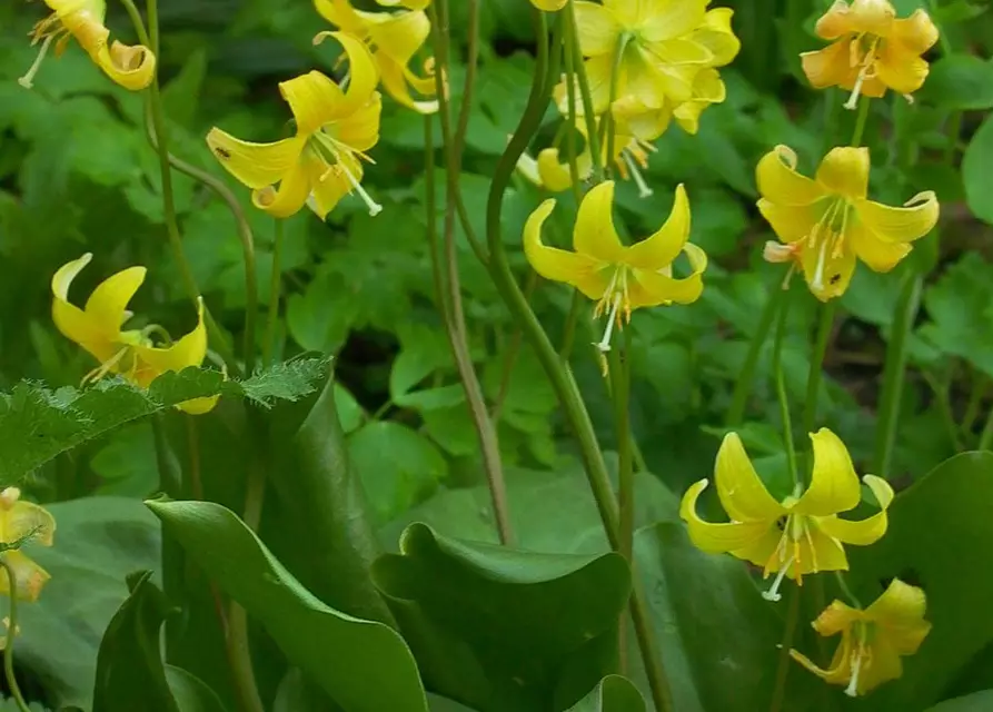 Erythronium tuolumnense 'Pagode'