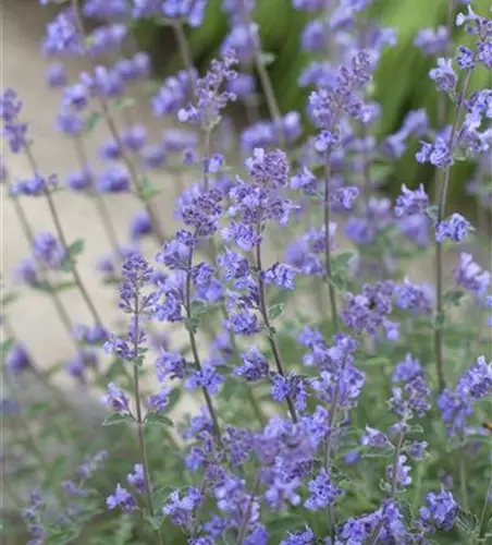 Garten-Bastard-Katzenminze 'Alba'