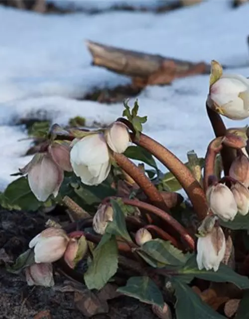 Frühblühende Garten-Christrose 'Praecox'