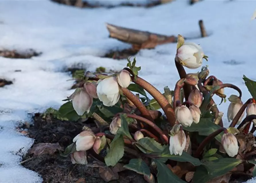 Frühblühende Garten-Christrose 'Praecox'