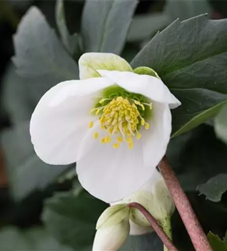 Frühblühende Garten-Christrose 'Praecox'