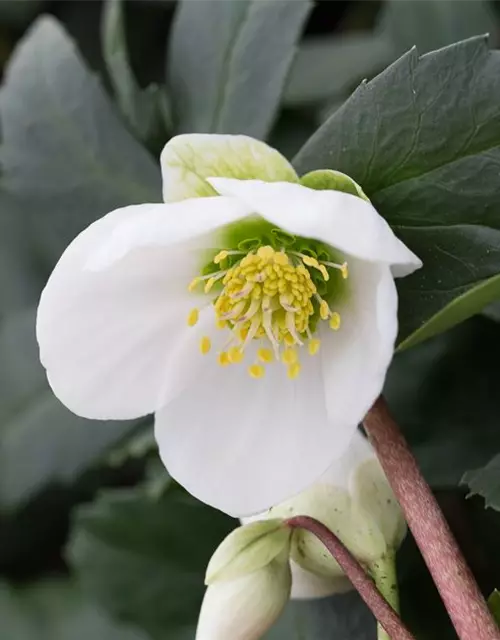 Frühblühende Garten-Christrose 'Praecox'