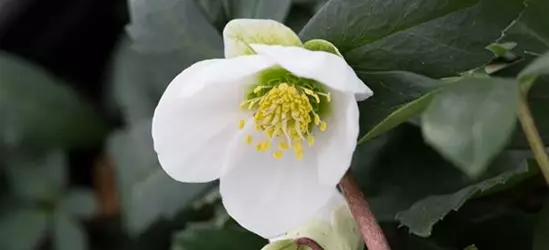 Frühblühende Garten-Christrose 'Praecox'