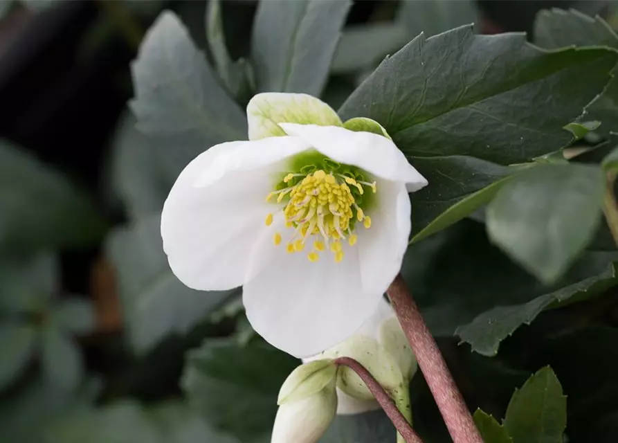 Frühblühende Garten-Christrose 'Praecox'