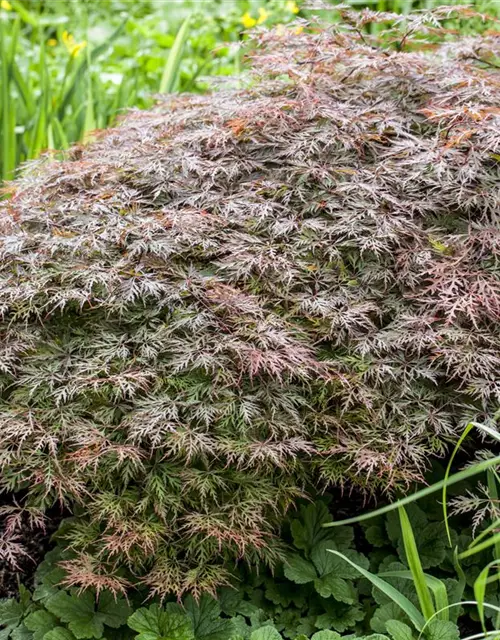 Dunkelroter Schlitzahorn 'Dissectum Garnet'