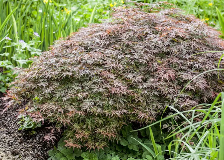 Dunkelroter Schlitzahorn 'Dissectum Garnet'