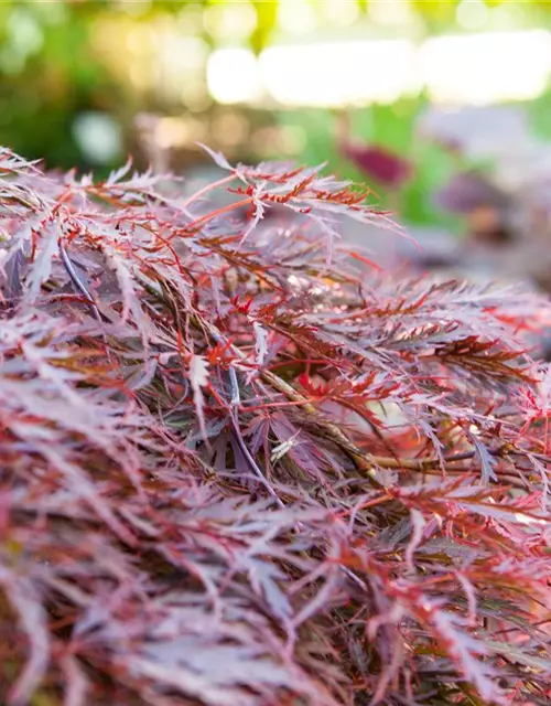 Dunkelroter Schlitzahorn 'Dissectum Garnet'