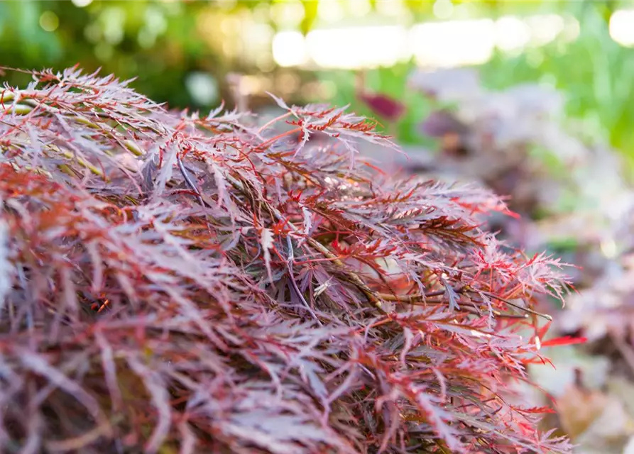 Dunkelroter Schlitzahorn 'Dissectum Garnet'