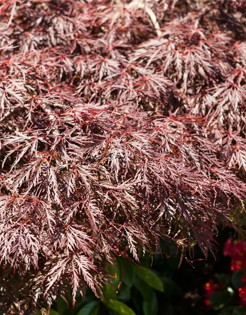 Dunkelroter Schlitzahorn 'Dissectum Garnet'