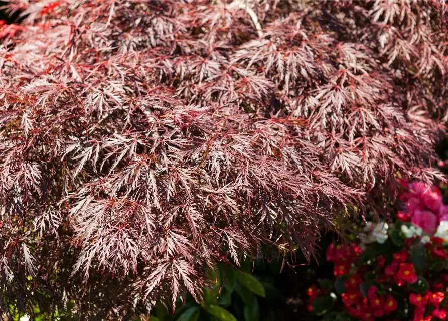 Dunkelroter Schlitzahorn 'Dissectum Garnet'