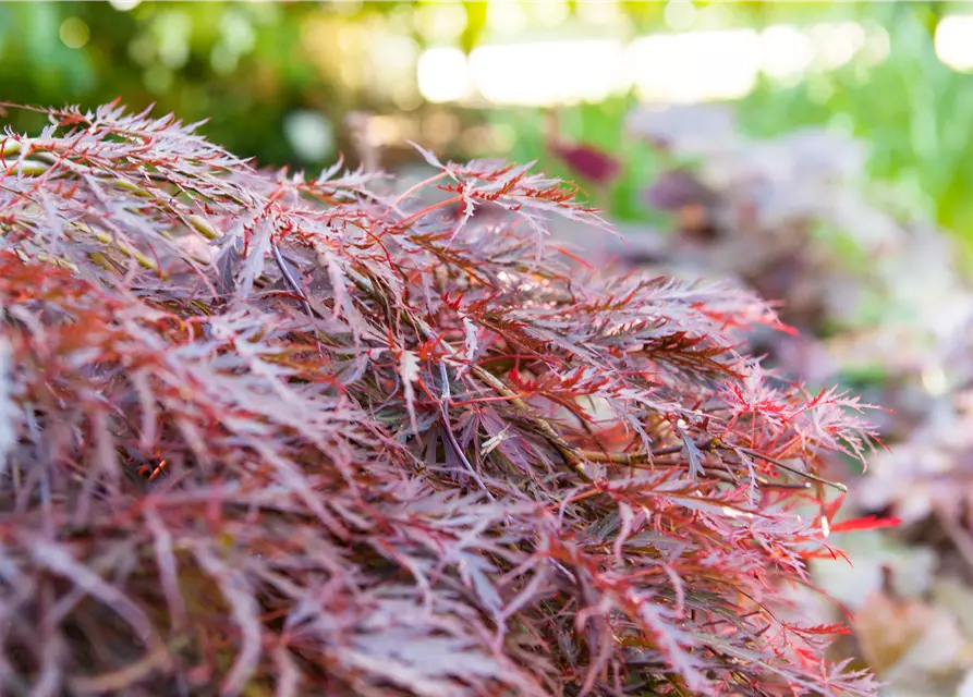 Dunkelroter Schlitzahorn 'Dissectum Garnet'