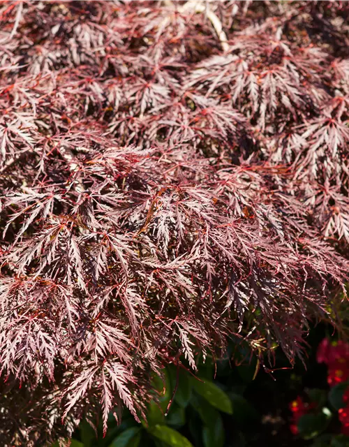 Dunkelroter Schlitzahorn 'Dissectum Garnet'