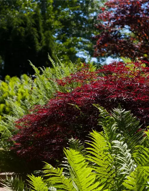 Dunkelroter Schlitzahorn 'Dissectum Garnet'