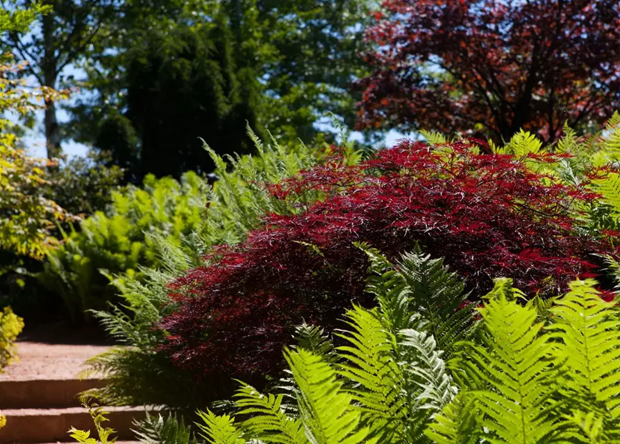 Dunkelroter Schlitzahorn 'Dissectum Garnet'